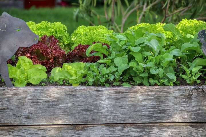Picture of compost of food crops