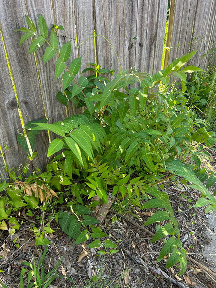 Picture of Garden weedy tree