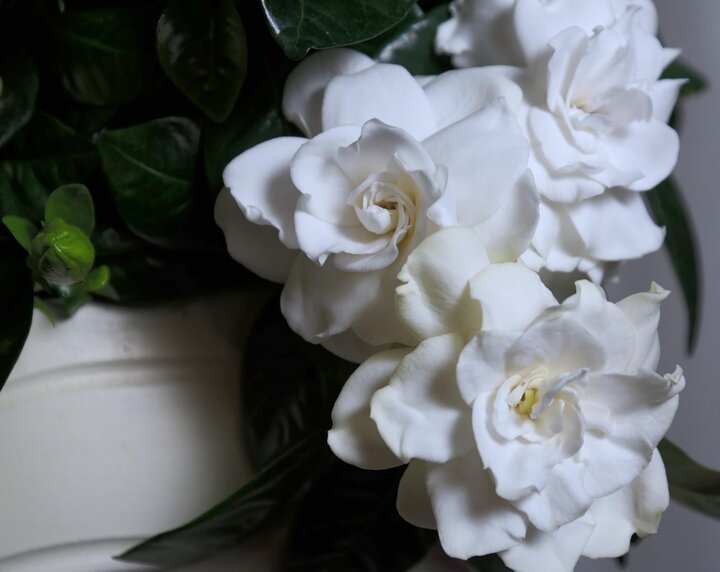 Image of gardenia flowers. 