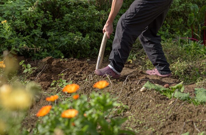 Picture of planting potatoes.