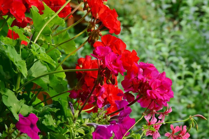 Side view of geranium flowers. Vibrant pink and red colors with green foliage