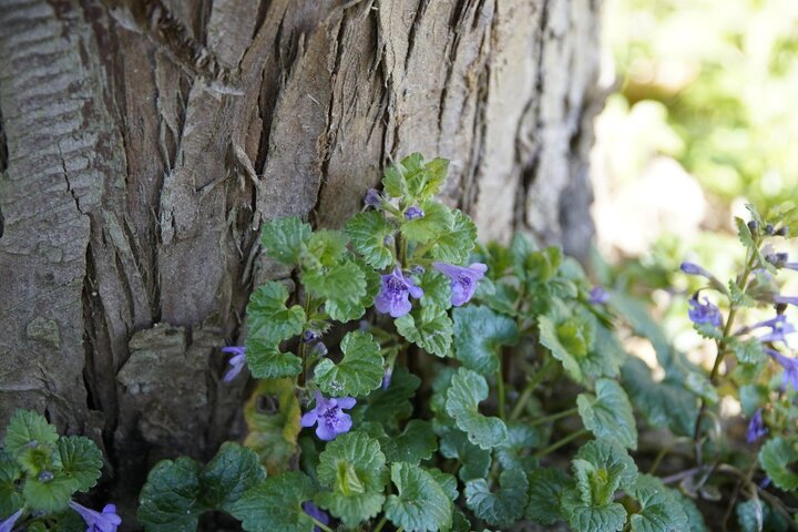 Perennial Broadleaf