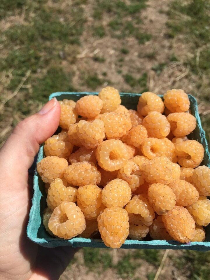 Image of golden raspberries. 