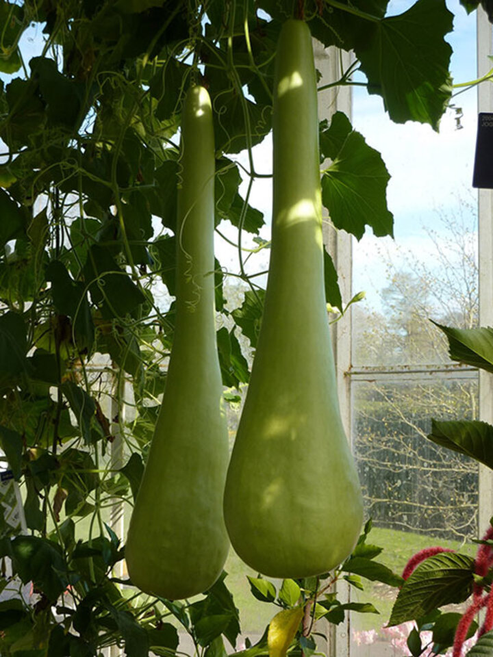 Image of bottle gourds.
