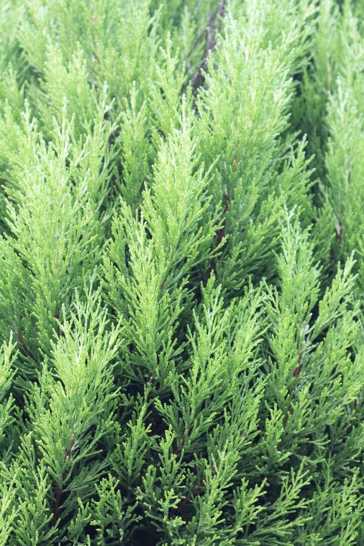 Image of arborvitae foliage. 