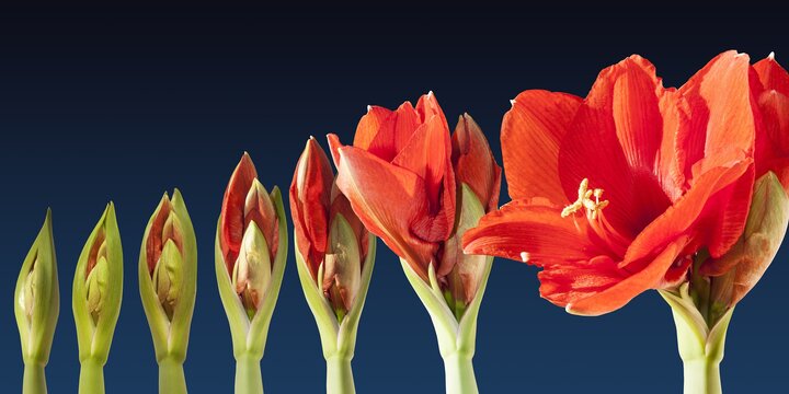 Image of Amaryllis flowers blooming. 