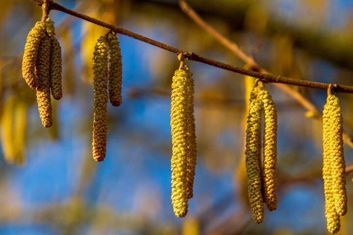 Hazelnut catkins on a branch - sun is making the catkins glow