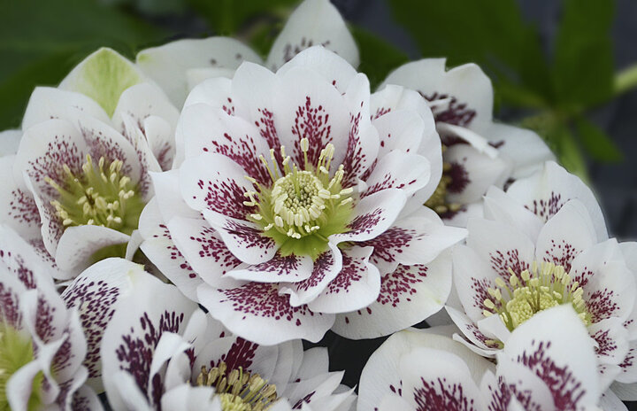 Picture of hellebore_confetti_cake