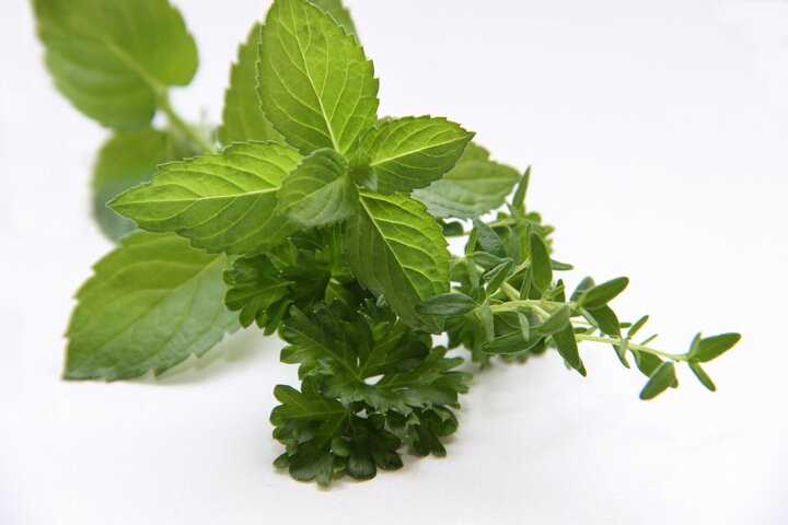 Picture of herb foliage.