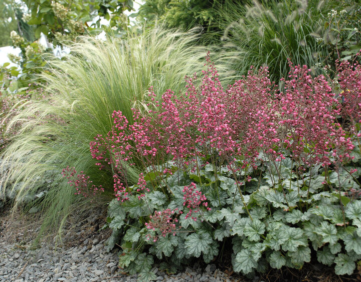 Picture of Heuch_oaris_rebloom