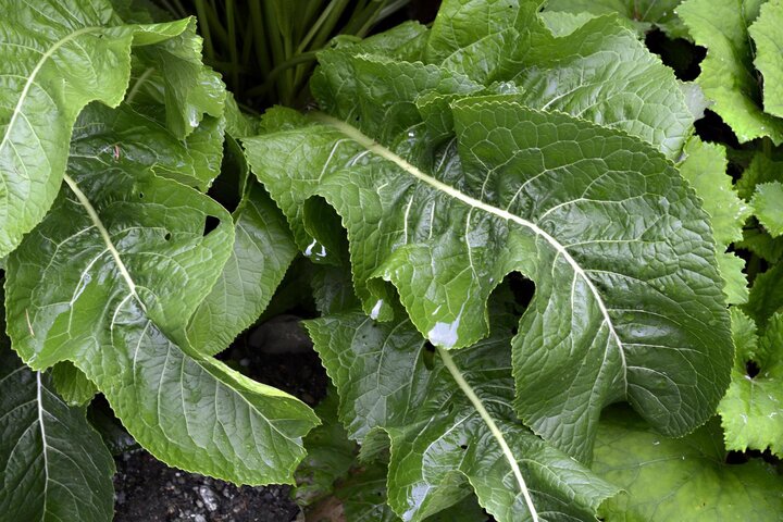 Horseradish foliage