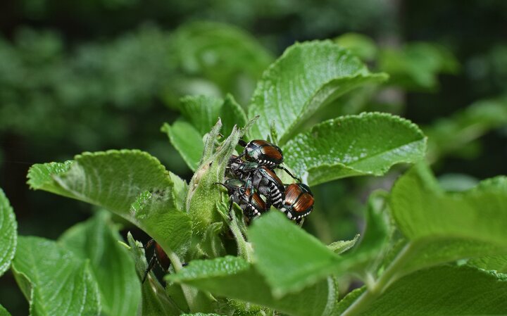 Picture of adult Japanese beetles.