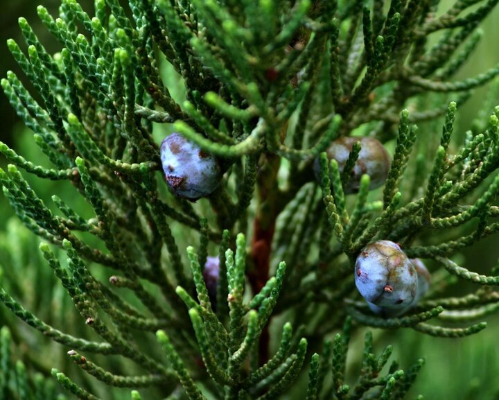 Image of juniper foliage. 