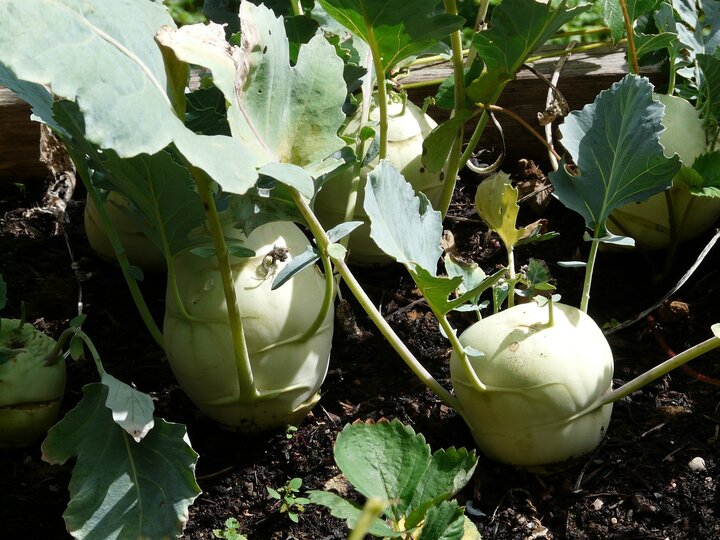 Image of kohlrabi. 