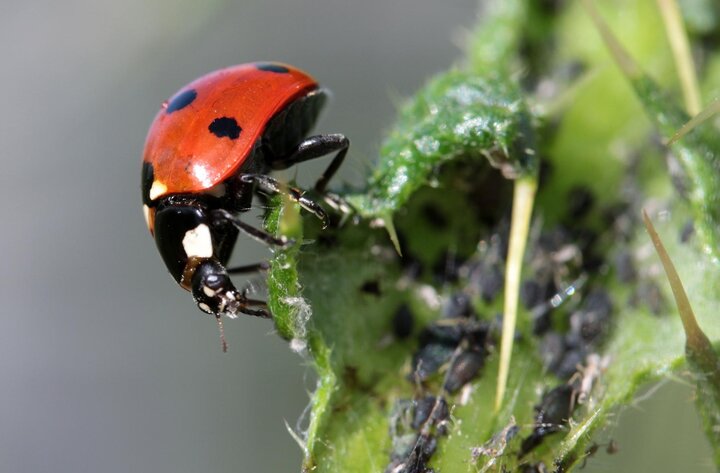 Image of an adult ladybug feeding on aphids. 