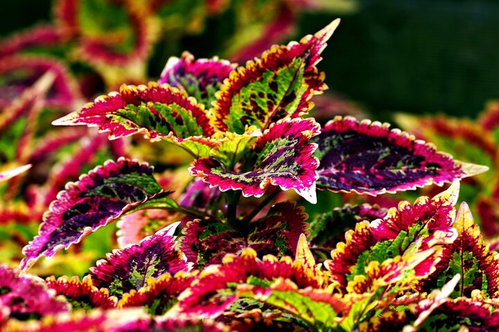 Picture of colorful coleus foliage.