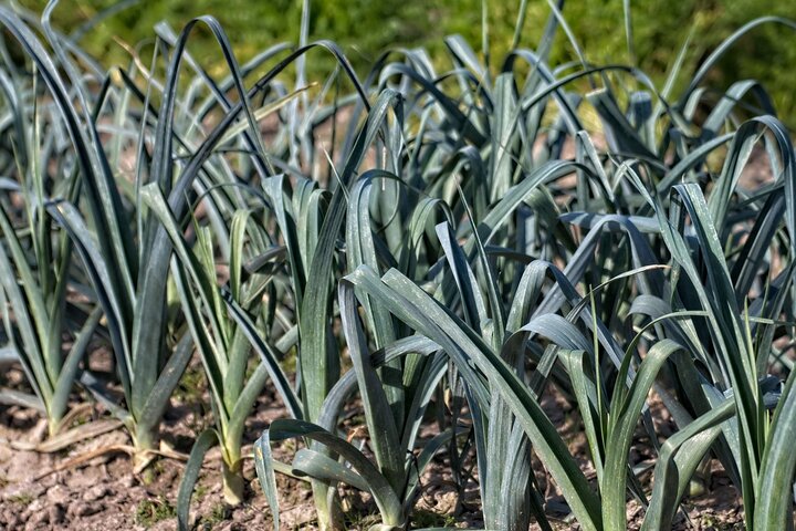 Picture of Leeks vegetable.
