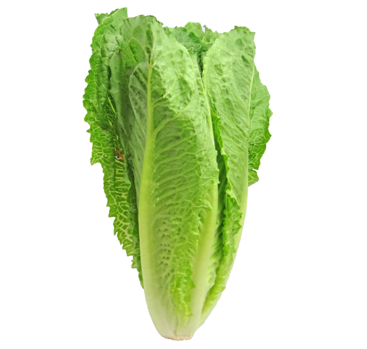 Image of Romaine lettuce. 