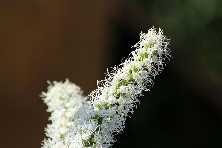 Picture of Liatris alba, white-flowering liatris.
