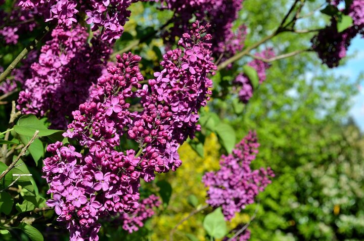 Close up of a lilac flower