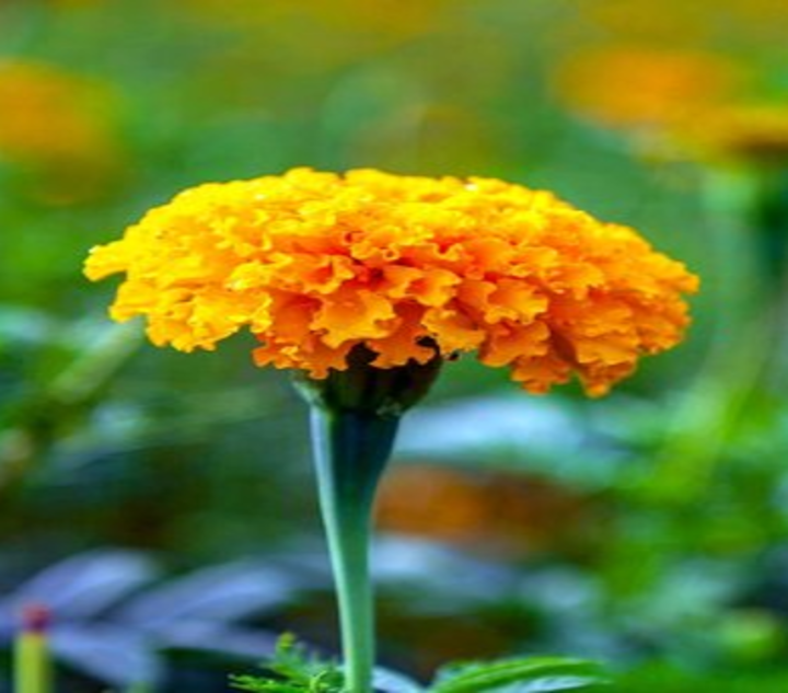 image of a yellow marigold flower