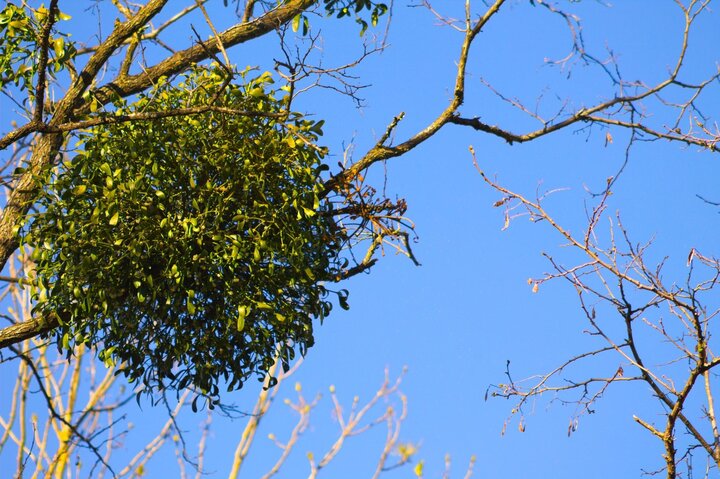 Picture of mistletoe mass on a tree branch. 