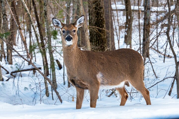 Picture of deer in forest of trees.