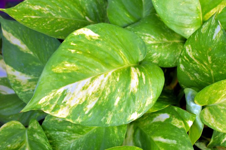 Devil's ivy, Pothos sp. 