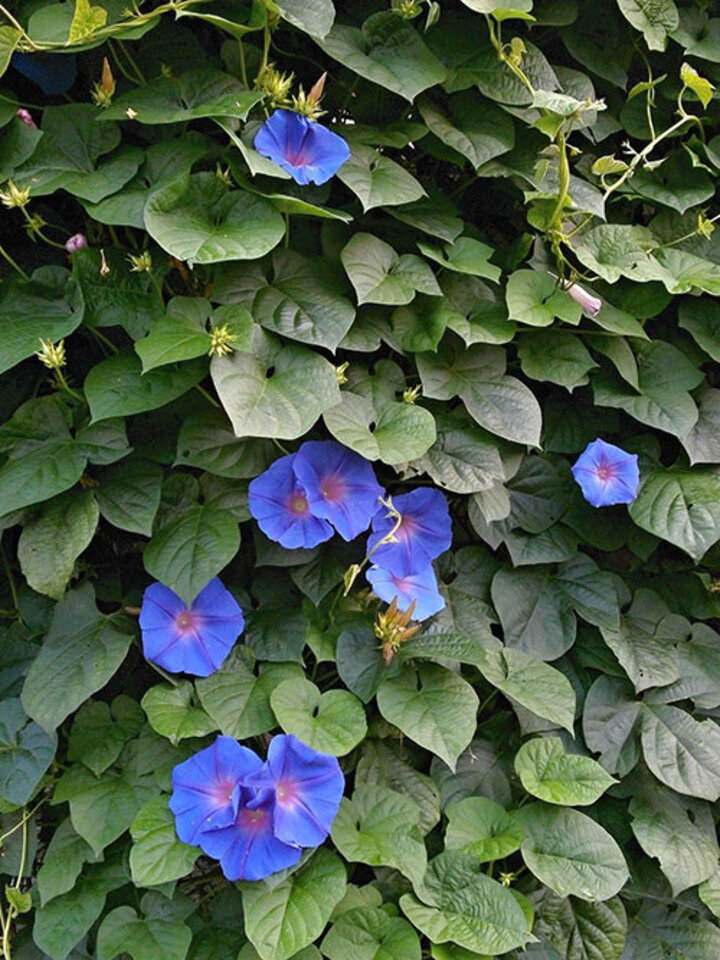 Image of morning glory flowers.