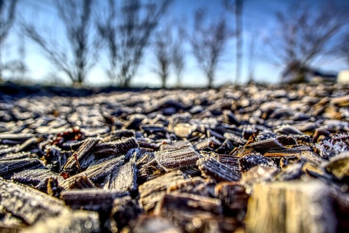 Picture of hardwood chips for mulching.