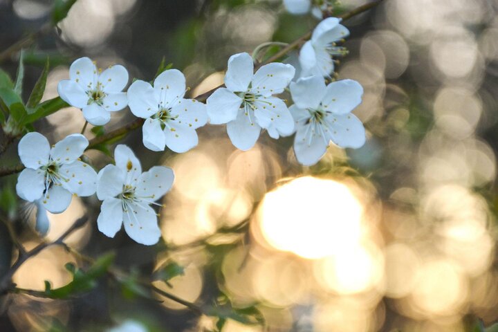 White flowers shine in the evening garden.