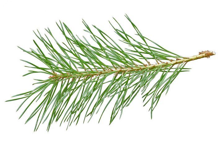 Image of pine needles. 