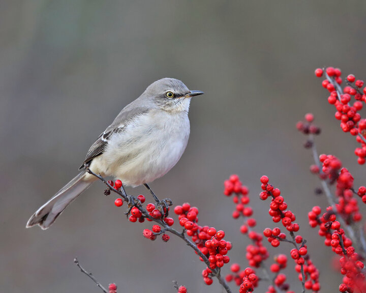 Image of northern mockingbird.