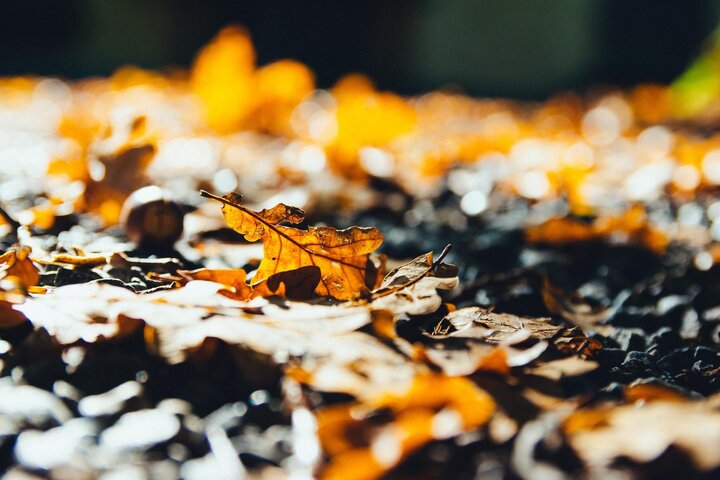 Image of oak leaves in fall garden. 