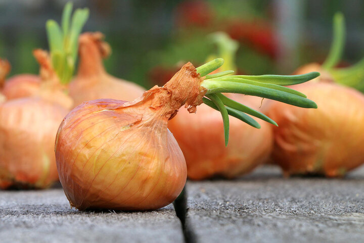If storage temperature is too warm, bulbs will sprout and begin to grow.
