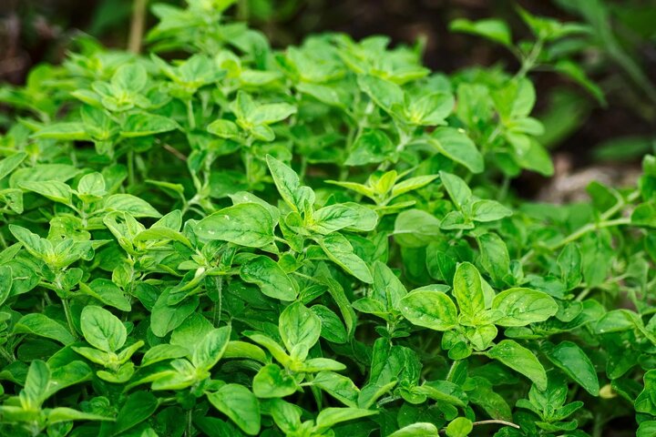 Picture of oregano foliage.