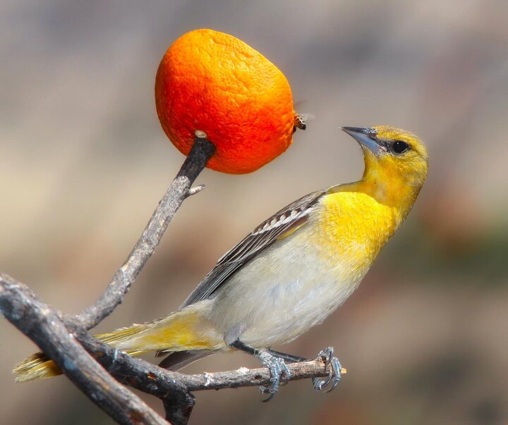 Image of a female Baltimore oriole. Image from Pixabay.com. 