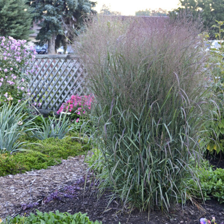 Image of 'Apache Rose' switch grass