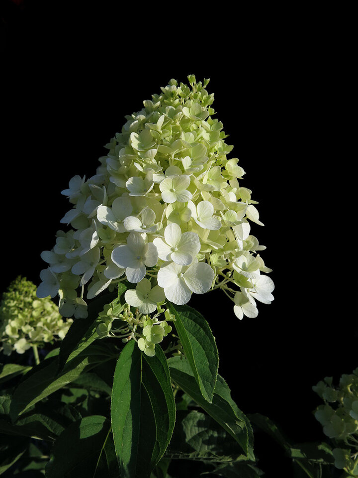 Panicle hydrangea flower. 