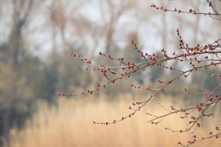 Picture of peach flower buds. 