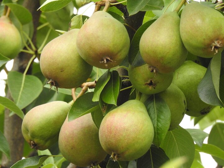 Image of pears that should have been thinning right after fruit set. 