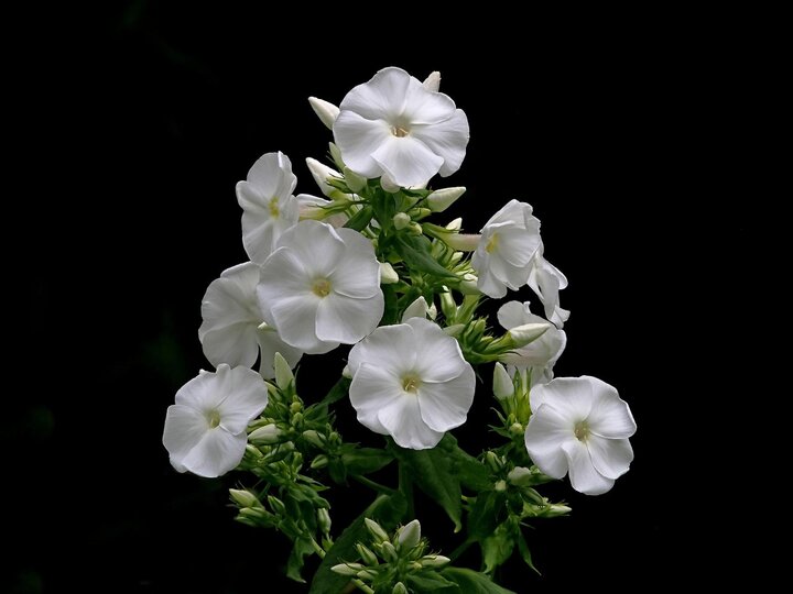 Picture of Garden Phlox