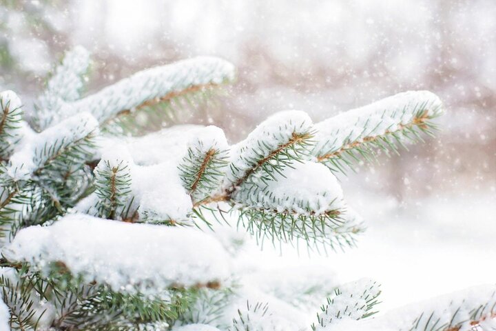 Image of snow on a tree. 