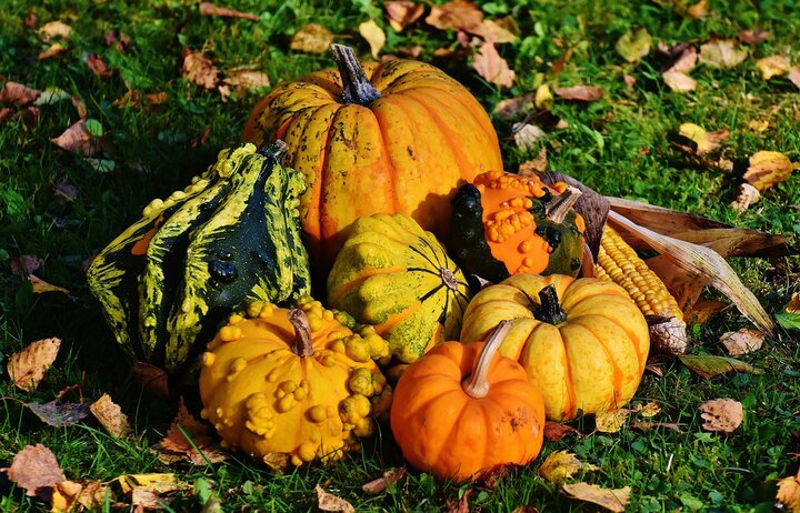 Pumpkins, winter squash and gourds are all members of the Cucurbit family and native to central and south America. 