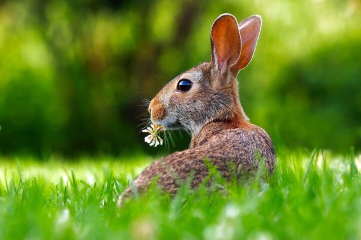 Picture of image of a rabbit.