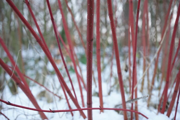 Image of redosier dogwood stems in winter. 