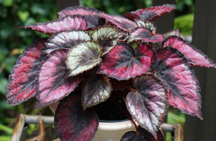 Rex begonia 'Red Kiss'.