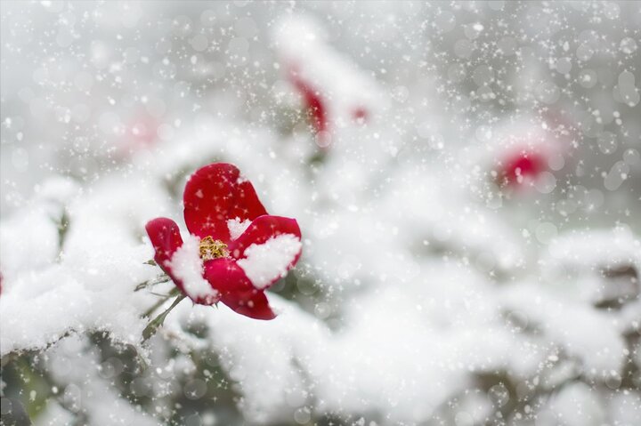 Image of snow on rose flower.
