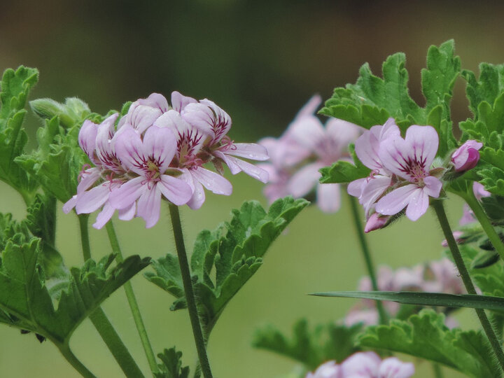 Picture of Rose scented geranium