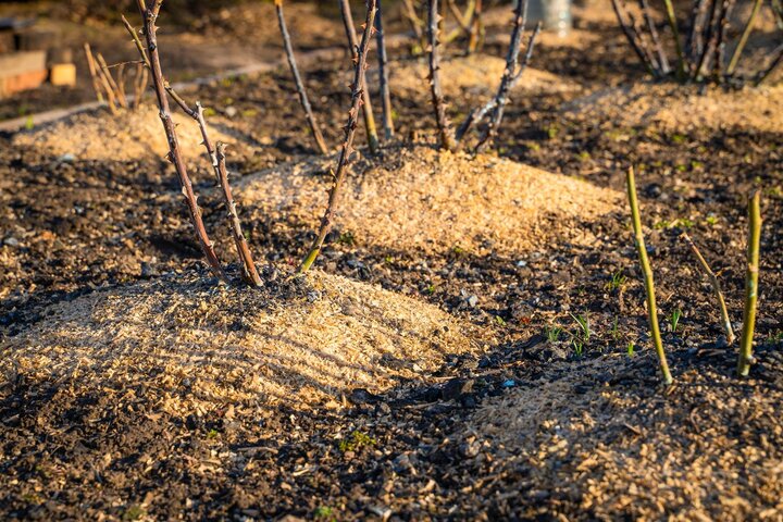 Mound soil, 10-12 inches deep, around the base of plants to protect the graft union. 